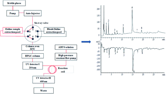 Graphical abstract: A rapid analysis of antioxidants in Sanghuangporus baumii by online extraction-HPLC-ABTS