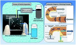 Graphical abstract: Amalgamation of diverse hydrodynamic effects with novel triple-sided membrane valves for developing a microfluidic device for filterless and continuous water purification