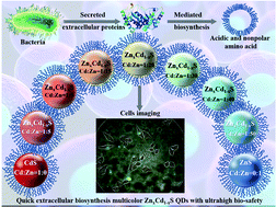 Graphical abstract: Quick extracellular biosynthesis of low-cadmium ZnxCd1−xS quantum dots with full-visible-region tuneable high fluorescence and its application potential assessment in cell imaging