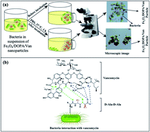 Graphical abstract: Vancomycin conjugated iron oxide nanoparticles for magnetic targeting and efficient capture of Gram-positive and Gram-negative bacteria