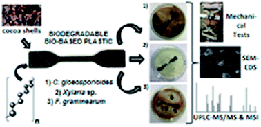 Graphical abstract: The sustainable cycle of a new cacao-based bioplastic: from manufacturing to exploitable biodegradation products