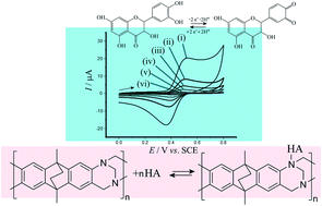 Graphical abstract: Catechin or quercetin guests in an intrinsically microporous polyamine (PIM-EA-TB) host: accumulation, reactivity, and release