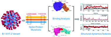 Graphical abstract: The SARS-CoV-2 B.1.618 variant slightly alters the spike RBD–ACE2 binding affinity and is an antibody escaping variant: a computational structural perspective