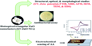 Graphical abstract: Bioinspired triangular ZnO nanoclusters synthesized by Argyreia nervosa nascent leaf extract for the efficient electrochemical determination of vitamin C
