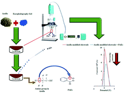 Graphical abstract: Surface blocking of azolla modified copper electrode for trace determination of phthalic acid esters as the molecular barricades by differential pulse voltammetry: response surface modelling optimized biosensor