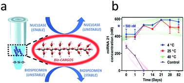 Graphical abstract: Long term storage of miRNA at room and elevated temperatures in a silica sol–gel matrix