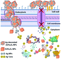 Graphical abstract: Retracted Article: Antibacterial and antibiofilm activities of silver-decorated zinc ferrite nanoparticles synthesized by a gamma irradiation-coupled sol–gel method against some pathogenic bacteria from medical operating room surfaces