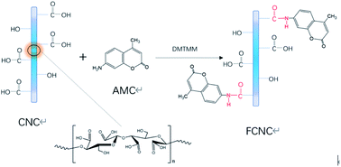 Graphical abstract: Fluorescent labeling and characterization of dicarboxylic cellulose nanocrystals prepared by sequential periodate–chlorite oxidation