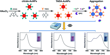 Graphical abstract: Rapid and selective detection of aluminum ion using 1,2,3-triazole-4,5-dicarboxylic acid-functionalized gold nanoparticle-based colorimetric sensor