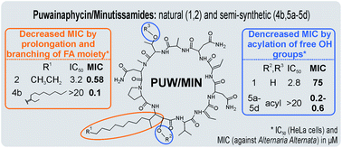 Graphical abstract: Semi-synthetic puwainaphycin/minutissamide cyclic lipopeptides with improved antifungal activity and limited cytotoxicity