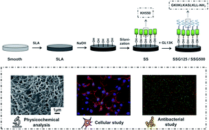 Graphical abstract: Antimicrobial peptide GL13K immobilized onto SLA-treated titanium by silanization: antibacterial effect against methicillin-resistant Staphylococcus aureus (MRSA)
