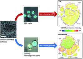 Graphical abstract: Uptake of carbon nanodots into human AML cells in comparison to primary hematopoietic cells