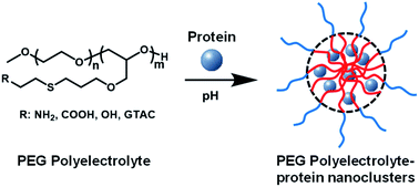 Graphical abstract: Polyethylene glycol-derived polyelectrolyte–protein nanoclusters for protein drug delivery