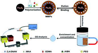 Graphical abstract: Trace carbonyl analysis in water samples by integrating magnetic molecular imprinting and capillary electrophoresis