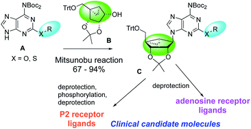 Graphical abstract: Convergent synthesis of 2-thioether-substituted (N)-methanocarba-adenosines as purine receptor agonists