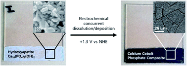 Graphical abstract: Concurrent occurrence of electrochemical dissolution/deposition of cobalt–calcium phosphate composite