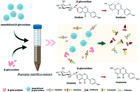 Graphical abstract: Transformation of Pueraria candollei var. mirifica phytoestrogens using immobilized and free β-glucosidase, a technique for enhancing estrogenic activity