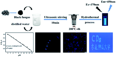 Graphical abstract: pH sensing and bioimaging using green synthesized carbon dots from black fungus