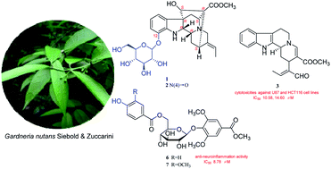 Graphical abstract: Neuroinflammatory inhibitors from Gardneria nutans Siebold & Zuccarini