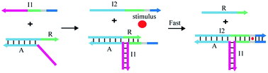 Graphical abstract: Cofactor-assisted three-way DNA junction-driven strand displacement