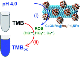 Graphical abstract: Bimetallic gold and palladium nanoparticles supported on copper oxide nanorods for enhanced H2O2 catalytic reduction and sensing