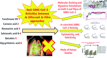 Graphical abstract: Anti-SARS-CoV-2 activities of tanshinone IIA, carnosic acid, rosmarinic acid, salvianolic acid, baicalein, and glycyrrhetinic acid between computational and in vitro insights