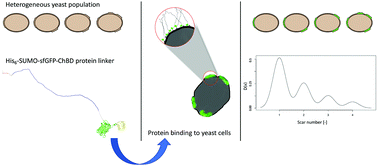 Graphical abstract: Recombinant protein linker production as a basis for non-invasive determination of single-cell yeast age in heterogeneous yeast populations