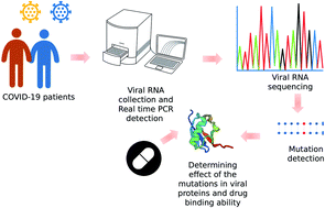 Graphical abstract: Whole genome sequencing for revealing the point mutations of SARS-CoV-2 genome in Bangladeshi isolates and their structural effects on viral proteins