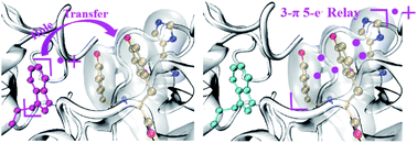 Graphical abstract: An interesting possibility of forming special hole stepping stones with high-stacking aromatic rings in proteins: three-π five-electron and four-π seven-electron resonance bindings