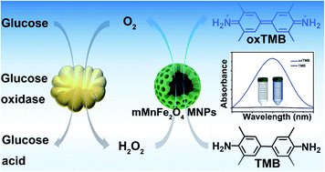 Graphical abstract: Mesoporous MnFe2O4 magnetic nanoparticles as a peroxidase mimic for the colorimetric detection of urine glucose