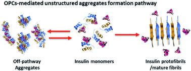 Graphical abstract: Oligomeric procyanidins inhibit insulin fibrillation by forming unstructured and off-pathway aggregates