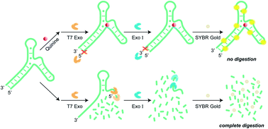 Graphical abstract: Using dual exonucleases to finely distinguish structural adjustment of aptamers for small-molecule detection