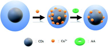 Graphical abstract: A facile green and one-pot synthesis of grape seed-derived carbon quantum dots as a fluorescence probe for Cu(ii) and ascorbic acid