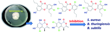 Graphical abstract: Chlorinated metabolites with antibacterial activities from a deep-sea-derived Spiromastix fungus