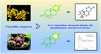 Graphical abstract: Trinorlabdane diterpenoid alkaloids featuring an unprecedented skeleton with anti-inflammatory and anti-viral activities from Forsythia suspensa