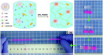 Graphical abstract: Highly tough and rapid self-healing dual-physical crosslinking poly(DMAA-co-AM) hydrogel