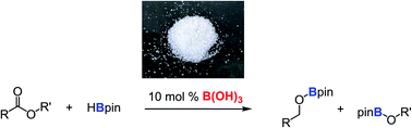 Graphical abstract: Boric acid as a precatalyst for BH3-catalyzed hydroboration