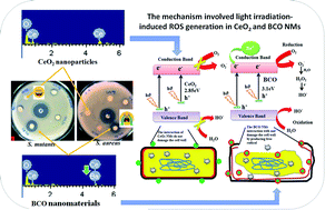 Graphical abstract: Biocidal activity of Ba2+-doped CeO2 NPs against Streptococcus mutans and Staphylococcus aureus bacterial strains