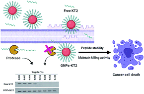 Graphical abstract: Conjugation with gold nanoparticles improves the stability of the KT2 peptide and maintains its anticancer properties