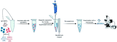 Graphical abstract: Isolation of HLA-G+ cells using MEM-G/9 antibody-conjugated magnetic nanoparticles for prenatal screening: a reliable, fast and efficient method