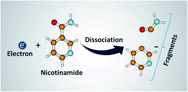 Graphical abstract: Negative ion formation and fragmentation upon dissociative electron attachment to the nicotinamide molecule