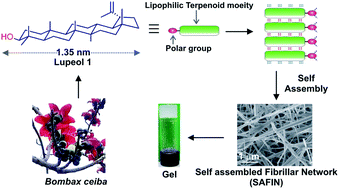 Graphical abstract: Self-assembly of the monohydroxy triterpenoid lupeol yielding nano-fibers, sheets and gel: environmental and drug delivery applications