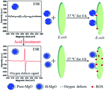 Graphical abstract: Enhanced antibacterial activity of acid treated MgO nanoparticles on Escherichia coli