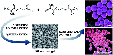 Graphical abstract: Poly[2-(dimethylamino)ethyl methacrylate-co-ethylene dimethacrylate]nanogel by dispersion polymerization for inhibition of pathogenic bacteria