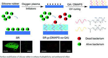 Graphical abstract: Preparation of medical hydrophilic and antibacterial silicone rubber via surface modification