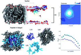 Graphical abstract: Simulations reveal that antimicrobial BP100 induces local membrane thinning, slows lipid dynamics and favors water penetration