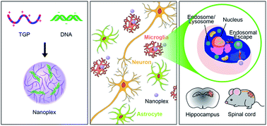 Graphical abstract: Development of novel, biocompatible, polyester amines for microglia-targeting gene delivery