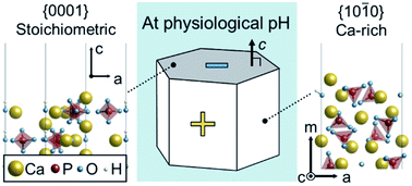 Graphical abstract: First-principles based theoretical calculations of atomic structures of hydroxyapatite surfaces and their charge states in contact with aqueous solutions