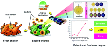 Graphical abstract: User-friendly lab-on-paper optical sensor for the rapid detection of bacterial spoilage in packaged meat products