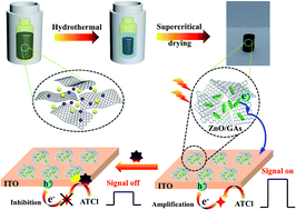 Graphical abstract: A one-step hydrothermal route to fabricate a ZnO nanorod/3D graphene aerogel-sensitized structure with enhanced photoelectrochemistry performance and self-powered photoelectrochemical biosensing of parathion-methyl